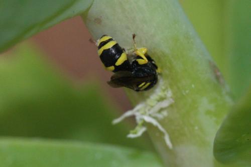 Ectemnius hypsae